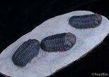 Triple Phacops Trilobite Plate - Very Displayable #2308-3